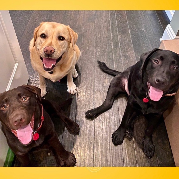 Meet Kona & Romeo! 💗 - Picture 12 of 12